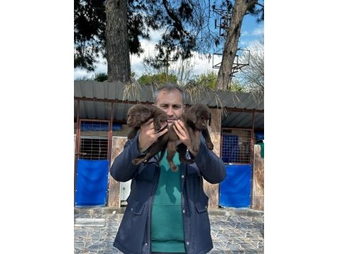 Labrador yavrularımız ruhsatlı çiftliğimizden
