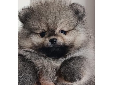 Pomeranian boo bebeklerimiz yeni sahiplerini bekliyorlar