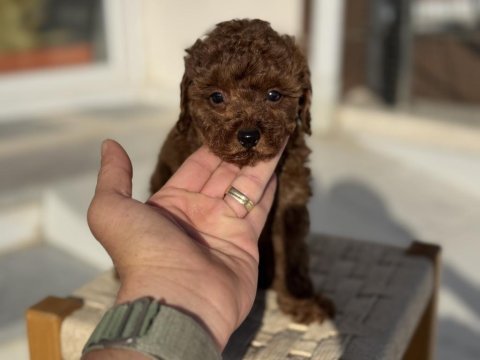 Petmode köpek çiftliğinden tea cup kore poodle