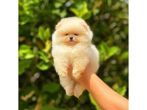 Irk ve sağlık garantili orjinal pomeranian yavruları