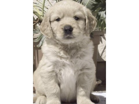 Golden retriever yavru