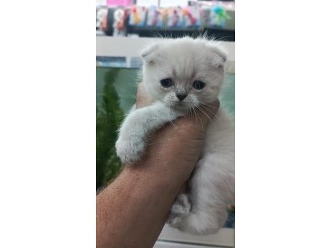 Scottish fold kırık kulak
