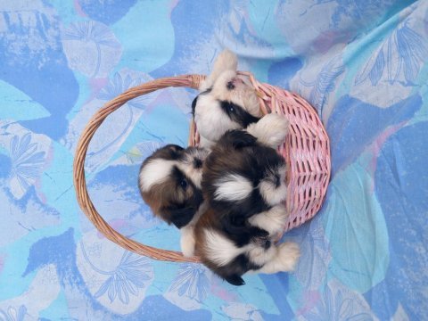 Shih tzu 3 erkek 1 dişi bebekler