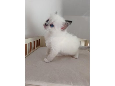 Şecereli anneden ve babadan ragdoll