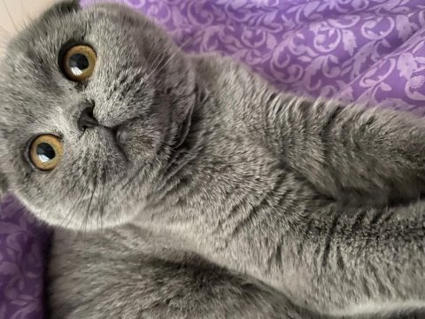 Dişi scottish fold