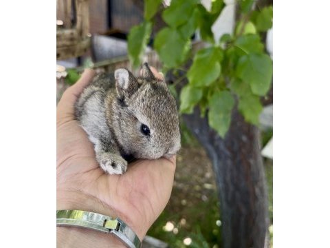 Netherland dwarf orjinal cüce tavşanlar