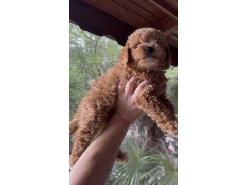 Kore poodle dişi erkek 