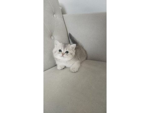 British shorthair golden cy ve ay yavrularım karşınızda