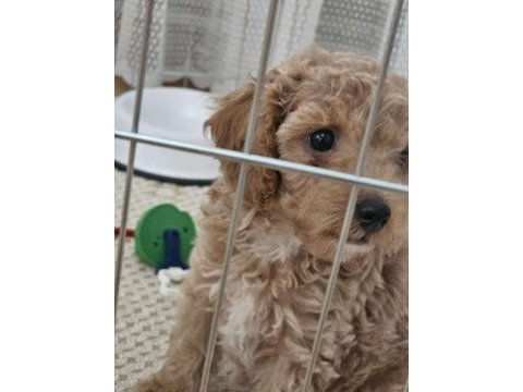 Toy poodle 3 aylık