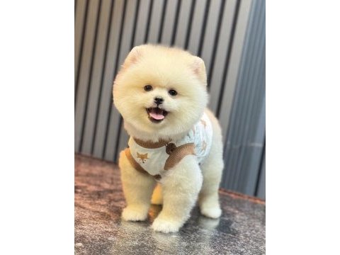 Ayıcık pomeranian boo