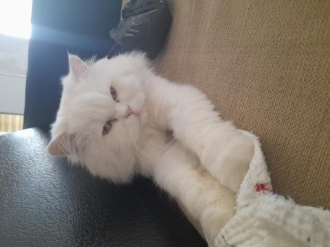 Ücretsiz british longhair erkek