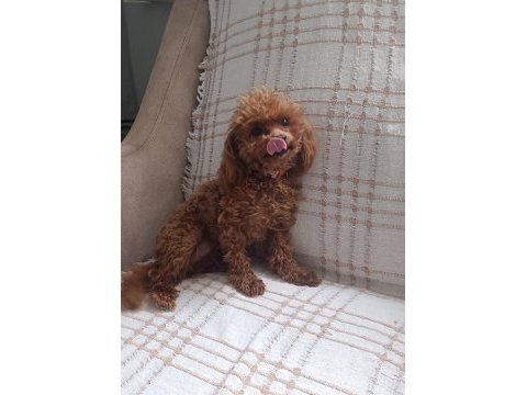 Tea cup redbrown toy poodle dişi