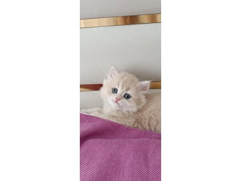 Çikolata golden safkan british longhair