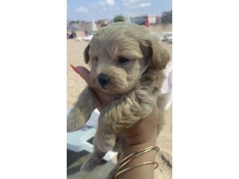 F2 maltipoo yavru