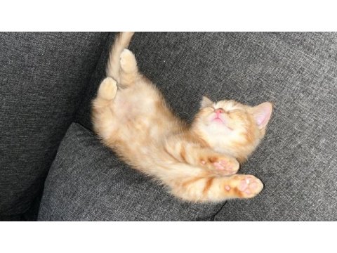 İran/british shorthair melezi bebek erkek