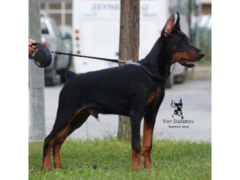 Safkan doberman erkek asilari tam 4 aylık