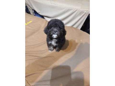Anne altından kore boy amerikan poodle bebekler