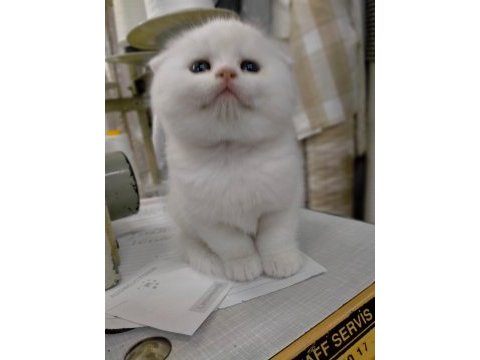 45 günlük scottish fold yavrumuz