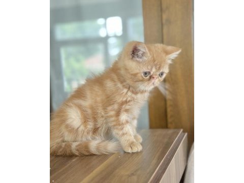 Exotic shorthair red tabby en uygun