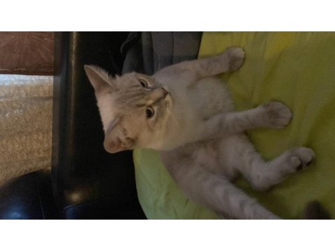 1.5 yaşında dişi british shorthair
