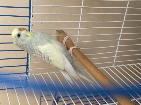 1 adet güzel bir dişi muhabbet kuşu