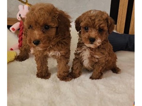 Mükemmel güzellikteki maltipoo  yavrularımız 