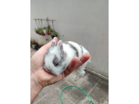 Cüce tavşanımız