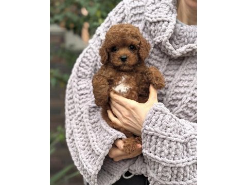 Üst kalite toy poodle yavrular