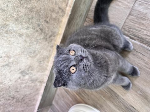 4 aylık sağlıklı british shorthair