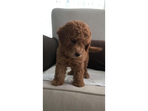 Dişi toy poodle