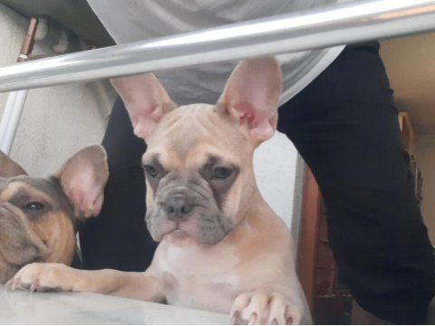 Aşılı fluffy ve isabella taşıyıcı french bulldog kızımız
