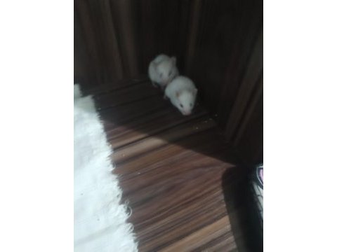 Albino eş hamster