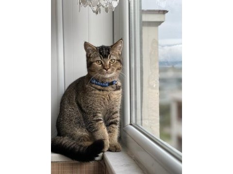 British shorthair tabby 6-6.5 aylık (erkek)