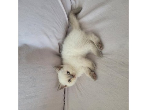 Güzel british shorthair yavrular