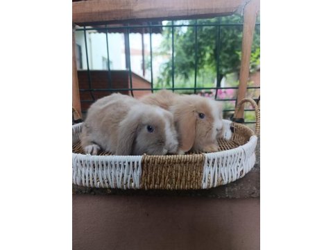 Hollanda teddy lop 1+1 takım tavşanlar