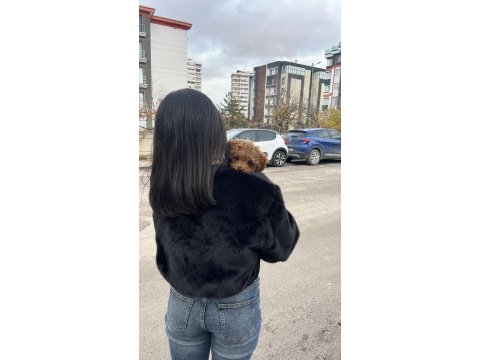 Aile ortamında büyümüş yavru köpekler