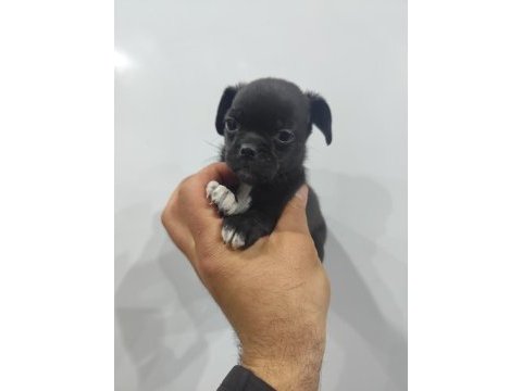 2 aylık dişi pug mops