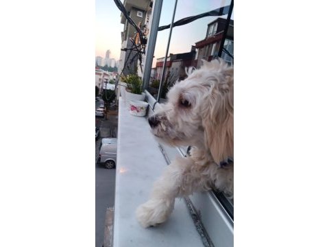 7 aylık maltipoo