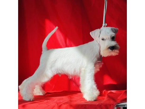 Fcı şecereli miniature schnauzer pure white (beyaz)