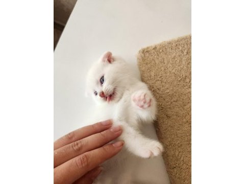 Bembeyaz sevimli scottish fold bebekler (1,5 aylık)