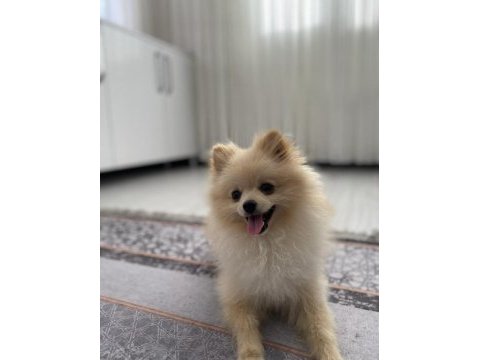 Erkek dişi yavrularımız mevcuttur pomeranian boo