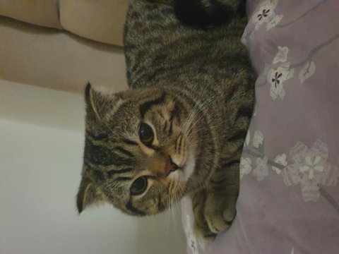 1 yaşında scottish fold sevecen oğlum