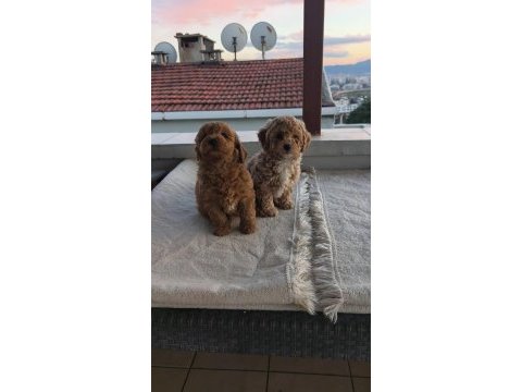 Toy poodle yavruları