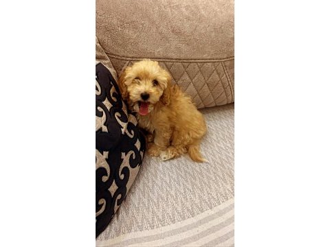 Güzel kızımız kaju maltipoo