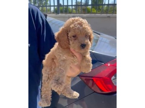 Orjinal toy poodle