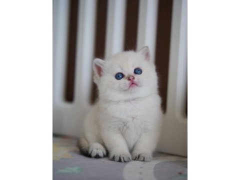 Masum bakışlı minik silver british shorthair 