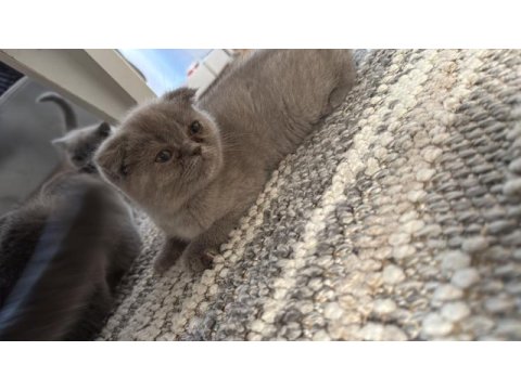 4 aylık yavru kediler