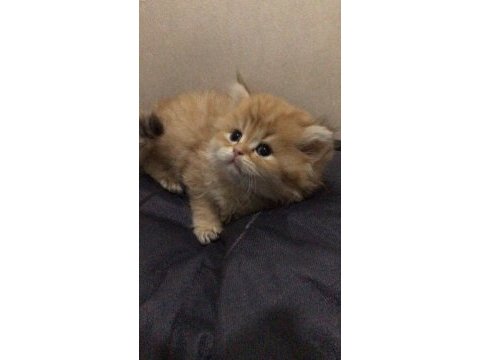 British longhair kedisi