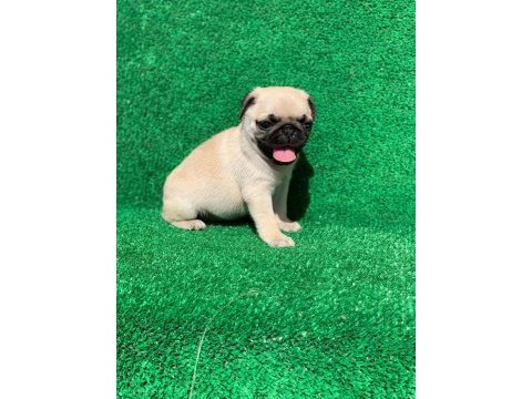 Pug mops (rıfkı) yavruları sizlerle