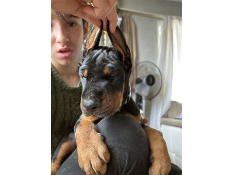 European doberman yavruları